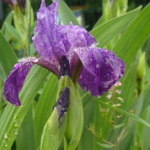 Iris perrieri Simonet ex N.Service (Iris de Perrier)