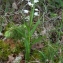  Gerrit OERLEMANS - Cephalanthera longifolia (L.) Fritsch [1888]
