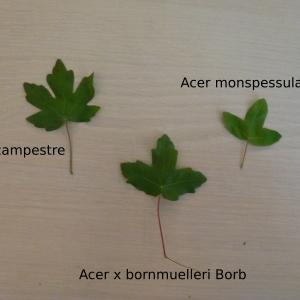 Acer ×bornmuelleri Borbás (Érable de Bornmüller)