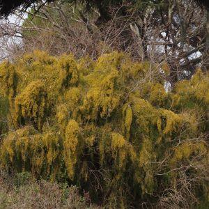 Photographie n°120071 du taxon Ephedra altissima Desf. [1799]