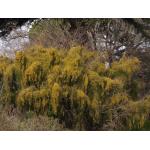 Ephedra altissima Desf. (Éphédra élevé)