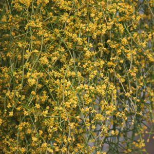  - Ephedra altissima Desf. [1799]