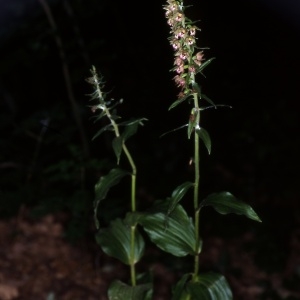 Photographie n°120137 du taxon Epipactis helleborine (L.) Crantz [1769]