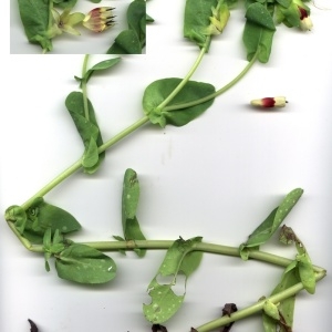  - Cerinthe major subsp. gymnandra (Gasp.) Rouy [1908]
