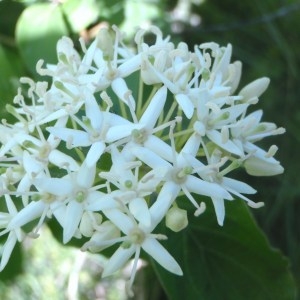 Photographie n°120160 du taxon Cornus sanguinea L. [1753]