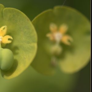 Photographie n°120180 du taxon Euphorbia amygdaloides L. [1753]