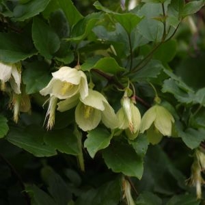  - Clematis cirrhosa L.