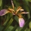  Marc SEGUIN - Iris foetidissima L. [1753]