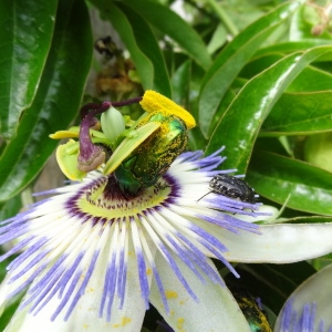 Photographie n°120205 du taxon Passiflora caerulea L. [1753]