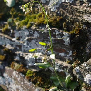 Photographie n°120206 du taxon Arabidopsis thaliana (L.) Heynh. [1842]