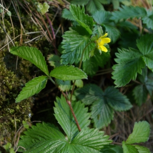 Photographie n°120209 du taxon Duchesnea indica (Andrews) Focke [1888]