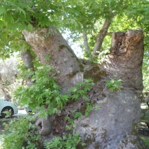 Photographie n°120231 du taxon Platanus orientalis L. [1753]