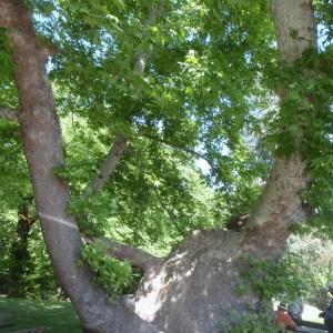 Photographie n°120232 du taxon Platanus orientalis L. [1753]