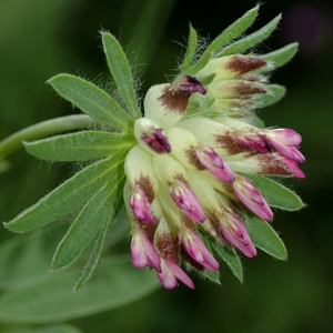 Photographie n°120285 du taxon Anthyllis vulneraria subsp. praepropera (A.Kern.) Bornm. [1925]