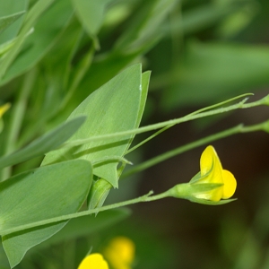 Photographie n°120288 du taxon Lathyrus aphaca L.