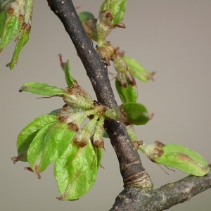 Ulmus glabra f. pendula (Loudon) Rehder (Orme de montagne)