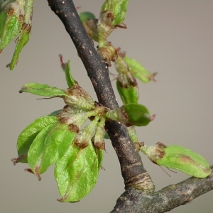 Ulmus montana Stokes (Orme de montagne)