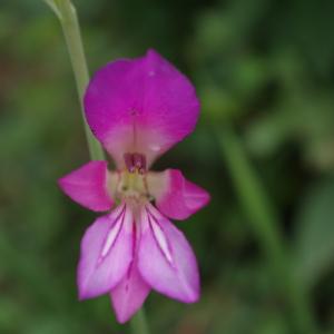 Photographie n°120326 du taxon Gladiolus italicus Mill. [1768]