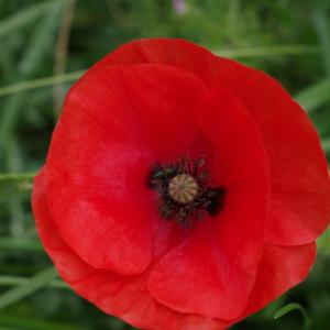 Photographie n°120328 du taxon Papaver rhoeas L.