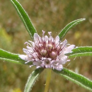  - Scabiosa sicula L.