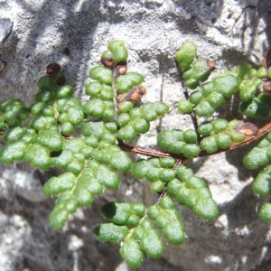 Photographie n°120368 du taxon Cheilanthes acrostica (Balb.) Tod. [1866]