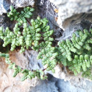 Photographie n°120369 du taxon Cheilanthes acrostica (Balb.) Tod. [1866]