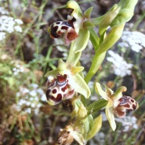 Photographie n°120374 du taxon Ophrys L. [1753]