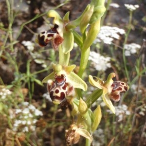 Photographie n°120375 du taxon Ophrys L. [1753]