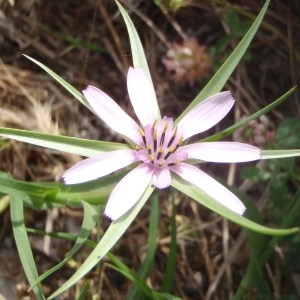 Photographie n°120380 du taxon Geropogon hybridus (L.) Sch.Bip. [1844]