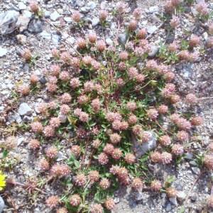 Photographie n°120388 du taxon Trifolium L. [1753]