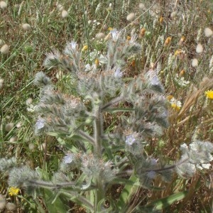 Photographie n°120423 du taxon Echium italicum L. [1753]