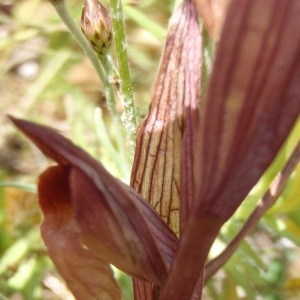 Photographie n°120430 du taxon Serapias parviflora Parl. [1837]