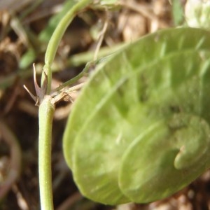 Photographie n°120431 du taxon Medicago orbicularis (L.) Bartal. [1776]