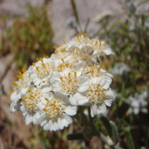 Photographie n°120455 du taxon Achillea L. [1753]