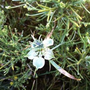 Photographie n°120463 du taxon Nigella arvensis L. [1753]