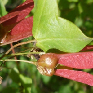 Photographie n°120464 du taxon Acer monspessulanum L. [1753]