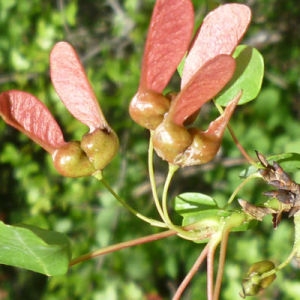 Photographie n°120465 du taxon Acer monspessulanum L. [1753]