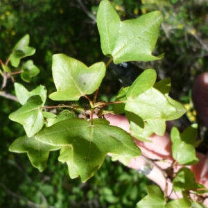 Photographie n°120466 du taxon Acer monspessulanum L. [1753]