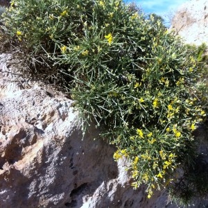 Photographie n°120472 du taxon Genista acanthoclada DC.