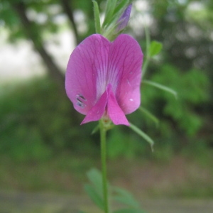 Photographie n°120480 du taxon Vicia sativa L. [1753]