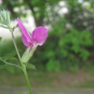 Photographie n°120481 du taxon Vicia sativa L. [1753]