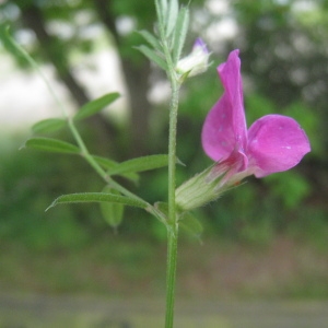 Photographie n°120482 du taxon Vicia sativa L. [1753]