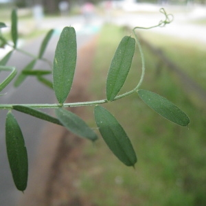 Photographie n°120487 du taxon Vicia sativa L. [1753]