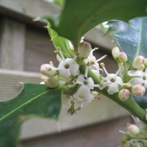 Photographie n°120490 du taxon Ilex aquifolium L. [1753]