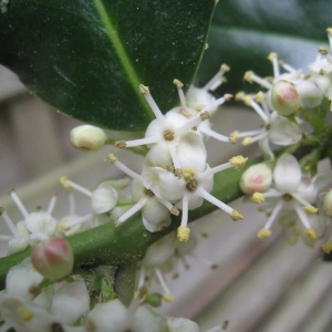 Photographie n°120491 du taxon Ilex aquifolium L. [1753]