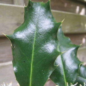 Photographie n°120494 du taxon Ilex aquifolium L. [1753]