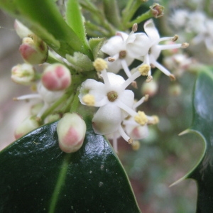 Photographie n°120497 du taxon Ilex aquifolium L. [1753]