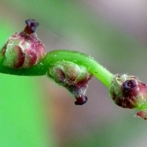 Photographie n°120574 du taxon Quercus robur L. [1753]