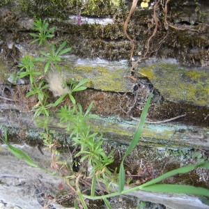 Photographie n°120586 du taxon Galium aparine L. [1753]