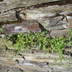 Photographie n°120589 du taxon Myosotis des champs